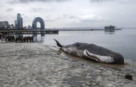 Une installation artistique représentant une baleine échouée apparaît pendant la COP29