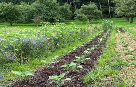 L’agriculture régénérative : une solution clé pour préserver les sols et le climat
