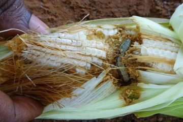 L’Ouganda lutte contre la chenille légionnaire qui dévore les cultures