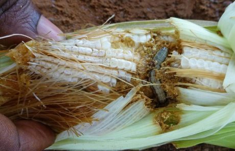 L’Ouganda lutte contre la chenille légionnaire qui dévore les cultures