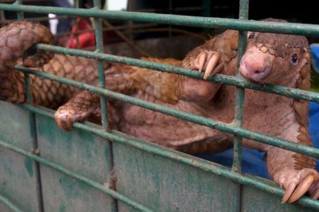 En Chine les poursuites pour crimes contre la faune en forte hausse après l’épidémie de COVID-19