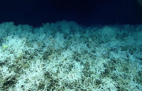 Les coraux froids européens s’imposent comme un enjeu clé de la restauration écologique marine