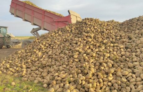 Cristal Union attire les agriculteurs pour sécuriser l’approvisionnement en betteraves sucrières