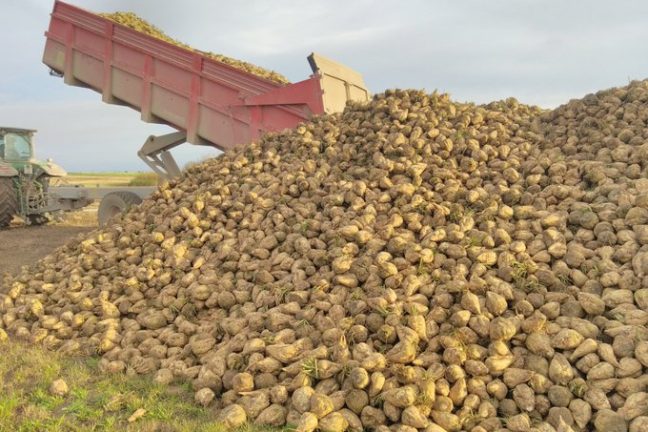 Cristal Union attire les agriculteurs pour sécuriser l’approvisionnement en betteraves sucrières