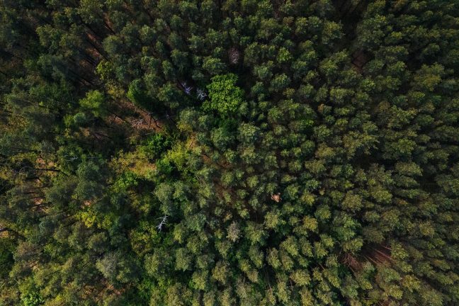 Dans les forêts françaises, les forestiers victimes d’agressions