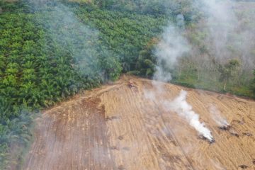 Axa Investment Managers étend ses exclusions de financement à la déforestation