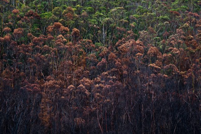Des forêts mieux armées contre le changement climatique : un défi de taille pour les forestiers
