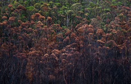 Des forêts mieux armées contre le changement climatique : un défi de taille pour les forestiers