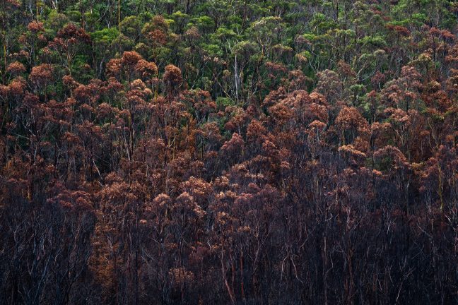 Des forêts mieux armées contre le changement climatique : un défi de taille pour les forestiers