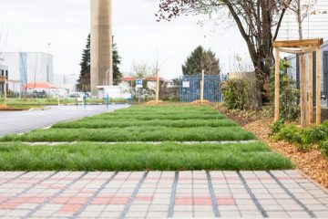 La renaturation des sols urbains imperméabilisés : reconstruire des fonctions écologiques en ville