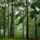 Diversifier les forêts françaises pour mieux les protéger face au changement climatique
