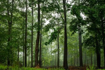Diversifier les forêts françaises pour mieux les protéger face au changement climatique