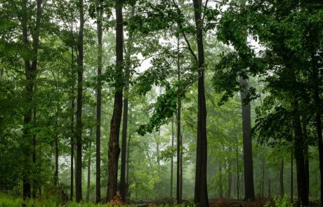 Diversifier les forêts françaises pour mieux les protéger face au changement climatique