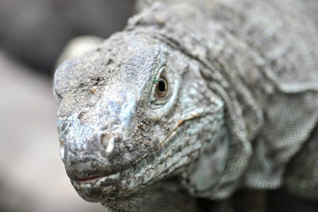 Un cinquième des espèces de reptiles du monde menacées d’extinction