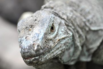 Un cinquième des espèces de reptiles du monde menacées d’extinction