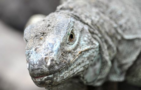 Un cinquième des espèces de reptiles du monde menacées d’extinction