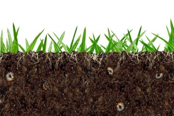 Pourquoi la biodiversité des sols est cruciale pour l’avenir de l’agriculture ?