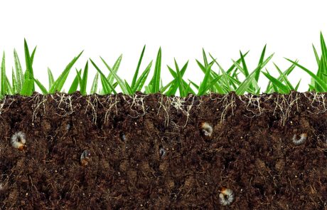 Pourquoi la biodiversité des sols est cruciale pour l’avenir de l’agriculture ?