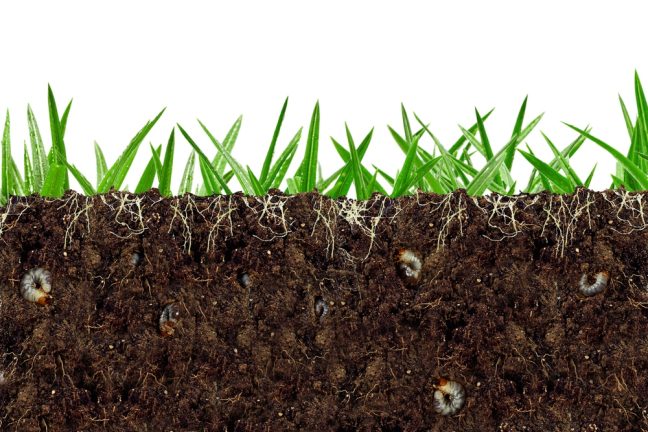 Pourquoi la biodiversité des sols est cruciale pour l’avenir de l’agriculture ?