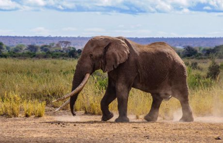 Les éléphants d’Afrique sont confrontés à un risque croissant d’extinction