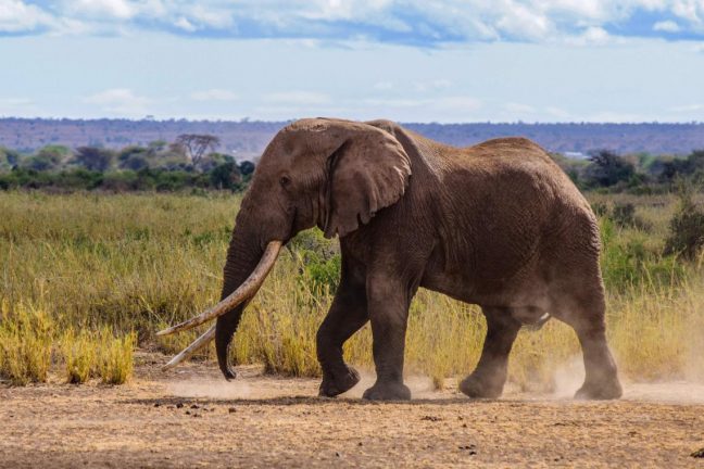 Les éléphants d’Afrique sont confrontés à un risque croissant d’extinction