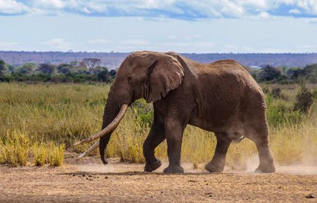Les éléphants d’Afrique sont confrontés à un risque croissant d’extinction