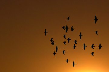 Biodiversité et climat : comment les espèces s’adaptent (ou pas) aux bouleversements en cours