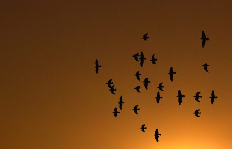 Biodiversité et climat : comment les espèces s’adaptent (ou pas) aux bouleversements en cours