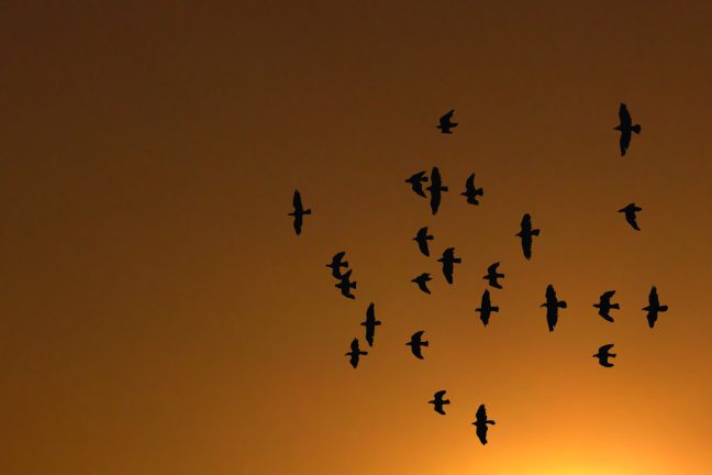 Biodiversité et climat : comment les espèces s’adaptent (ou pas) aux bouleversements en cours