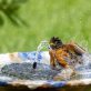 La faune en ville face à la canicule et aux températures extrêmes