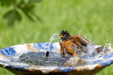 La faune en ville face à la canicule et aux températures extrêmes