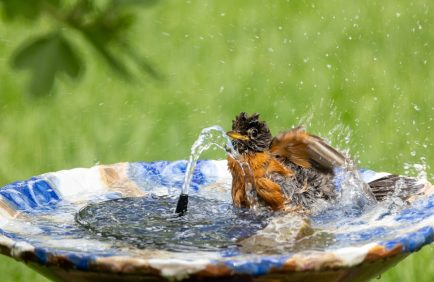 La faune en ville face à la canicule et aux températures extrêmes