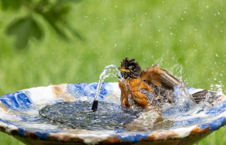 La faune en ville face à la canicule et aux températures extrêmes