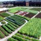 Agriculture urbaine, un levier d’autonomie alimentaire pour les villes