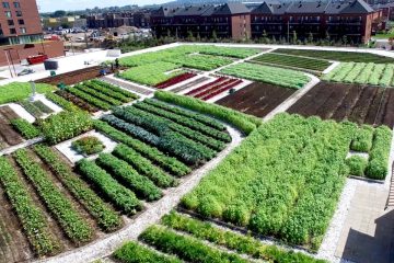 Agriculture urbaine, un levier d’autonomie alimentaire pour les villes