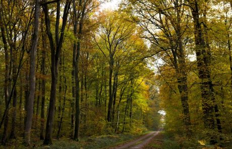 Forêt française : l’aboutissement de siècles de travail forestier