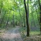 L’importance des forêts en période de canicule : un bouclier naturel contre la chaleur