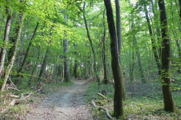 L’importance des forêts en période de canicule : un bouclier naturel contre la chaleur