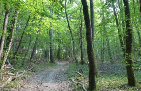 L’importance des forêts en période de canicule : un bouclier naturel contre la chaleur