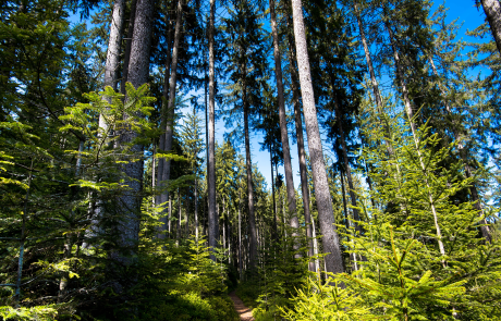 Forêts françaises et climat : un puits de carbone à préserver