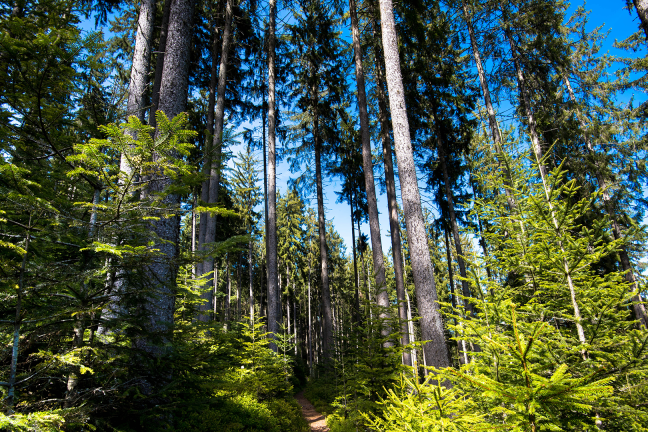 Forêts françaises et climat : un puits de carbone à préserver