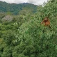 La biodiversité, grande oubliée de la lutte contre le changement climatique