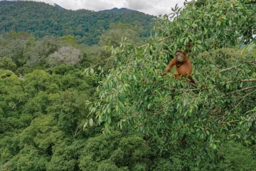 La biodiversité, grande oubliée de la lutte contre le changement climatique