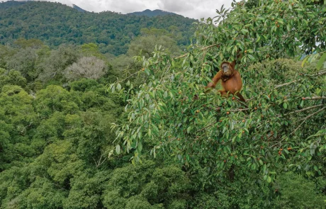 La biodiversité, grande oubliée de la lutte contre le changement climatique