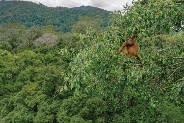 La biodiversité, grande oubliée de la lutte contre le changement climatique
