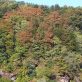 L’impact du réchauffement climatique sur la biodiversité des forêts tempérées