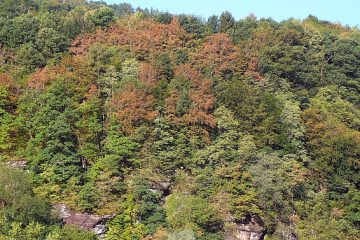 L’impact du réchauffement climatique sur la biodiversité des forêts tempérées