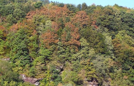 L’impact du réchauffement climatique sur la biodiversité des forêts tempérées