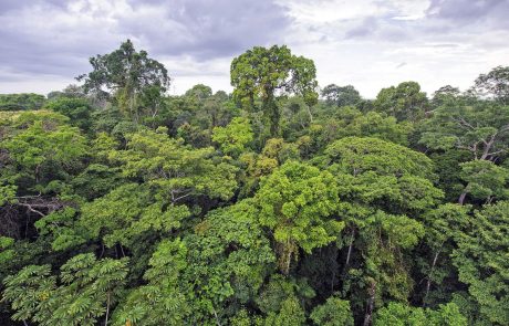 Les forêts, un rempart essentiel contre l’érosion de la biodiversité
