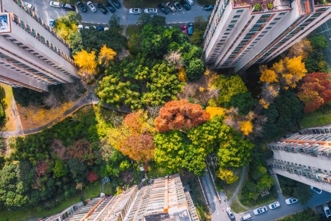 Les forêts urbaines expérimentales interrogent la place du vivant en ville
